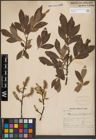 Foto von Salix cinerea L.